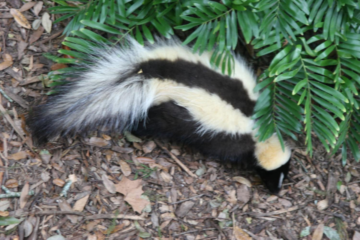 Skunk Perfume tincture-Full Strength-Natural